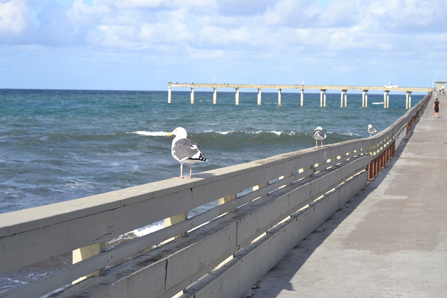 Gulls in a row along the Ocean Beach pier