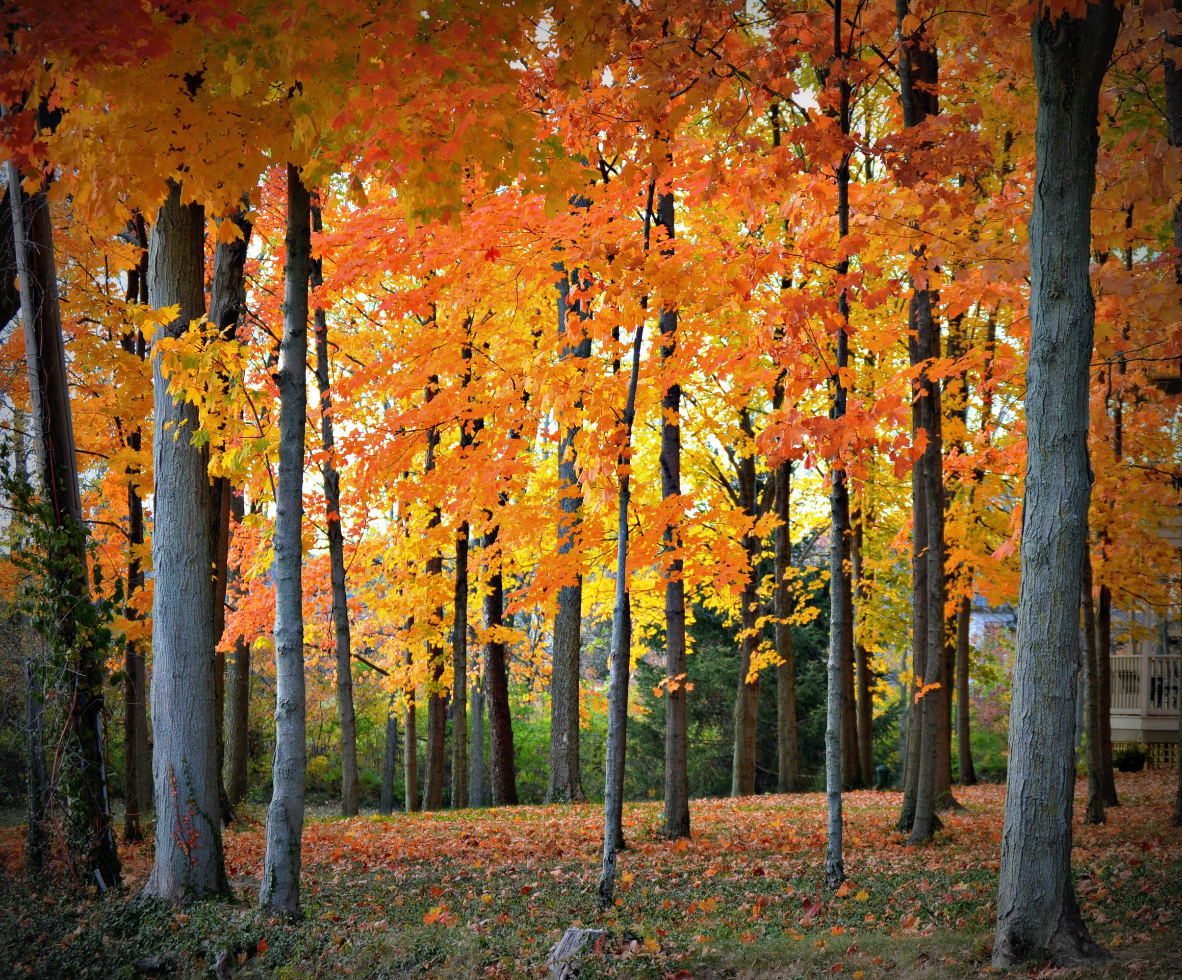 Colorful woods in the fall