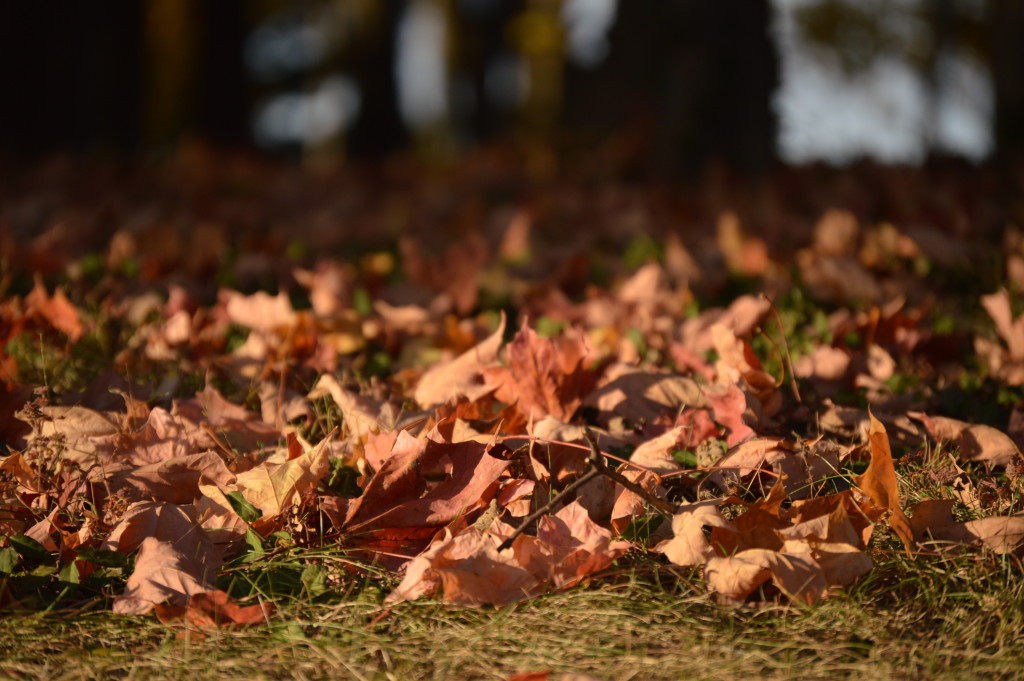Fall leaves resting on the ground