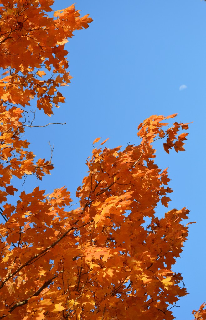 The moon in the afternoon glow of a colorful maple tree