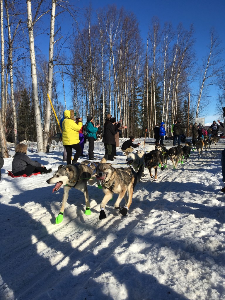 A musher and his dogs head into the woods at the Iditarod