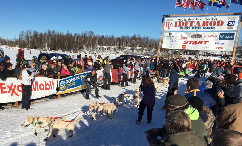 dogs leaving the shoot at the start of the Iditarod