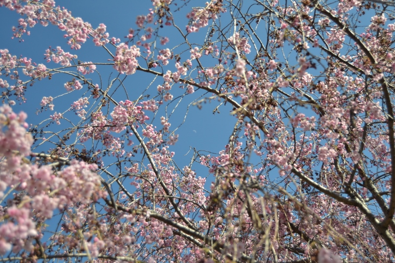 Cherry blossoms and the moon (800x533)