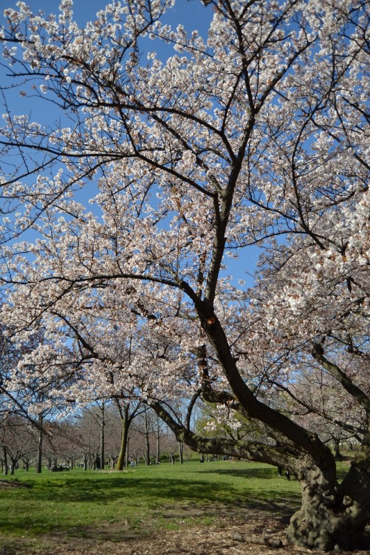 Flowering cherry tree (533x800)