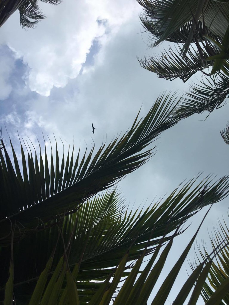 Looking up at palmtrees