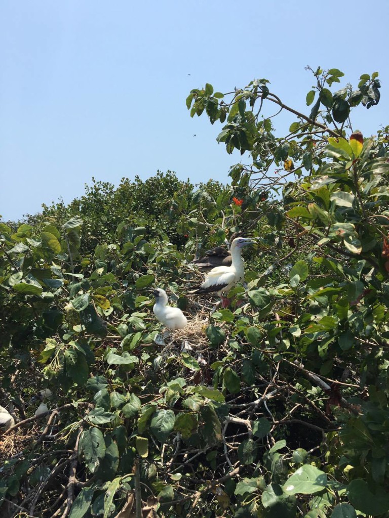 Red-footed booby birds on Half Moon Caye, Belize