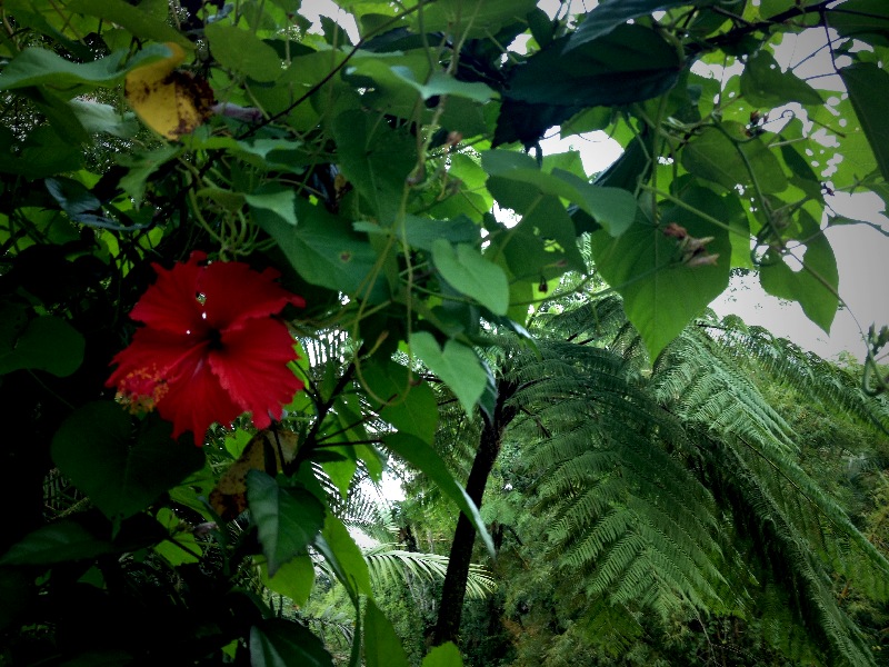 Beautiful foliage in Puerto Rico