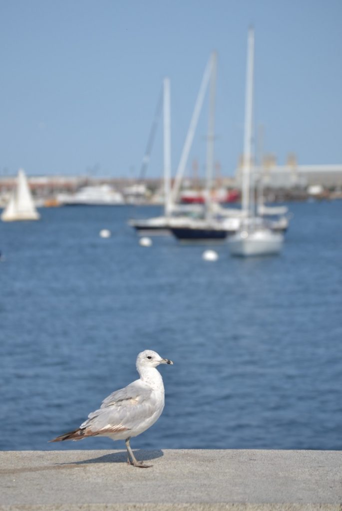 Seagull on the dock in Boston