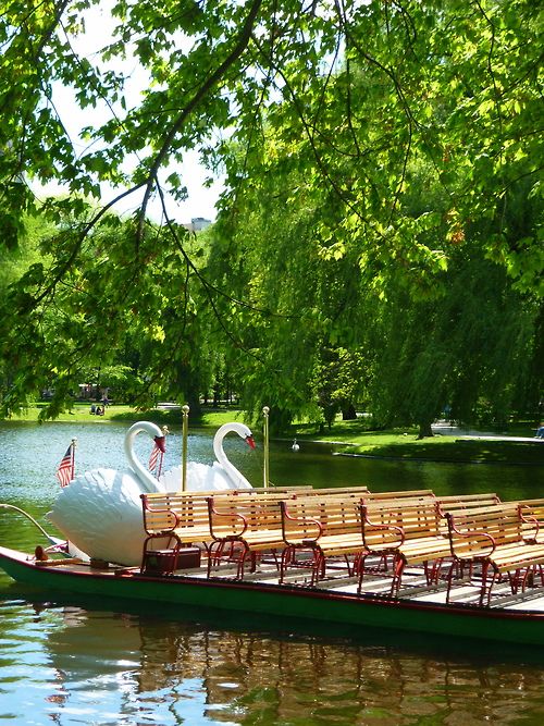 Swan Boats in the Pond at the Boston Public Garden