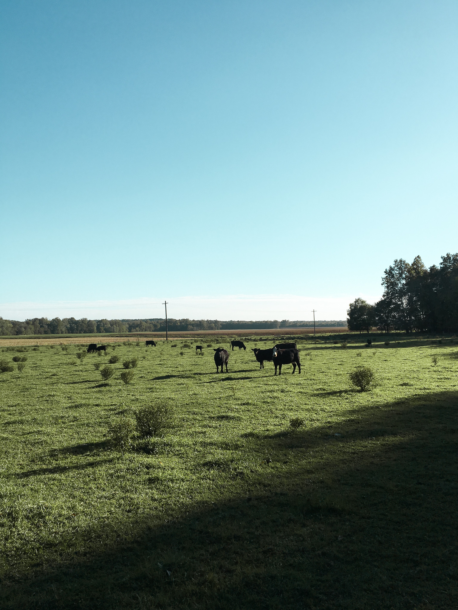 Cows grazing in Parke County, Indiana