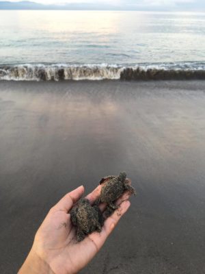 helping-sea-turtles-in-puerto-vallarta
