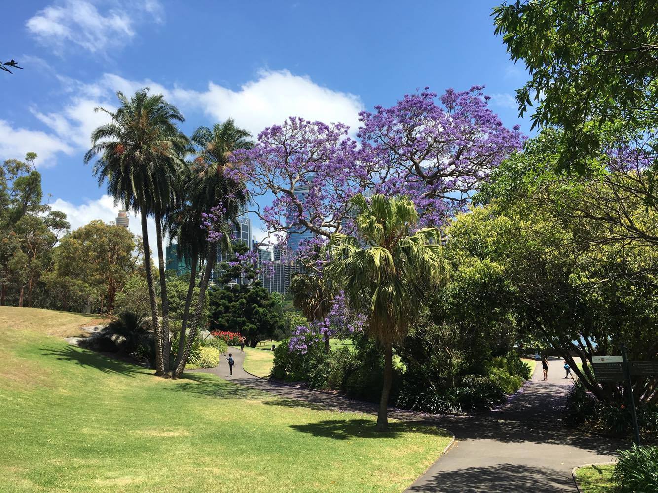 Sydney's Royal Botanic Garden