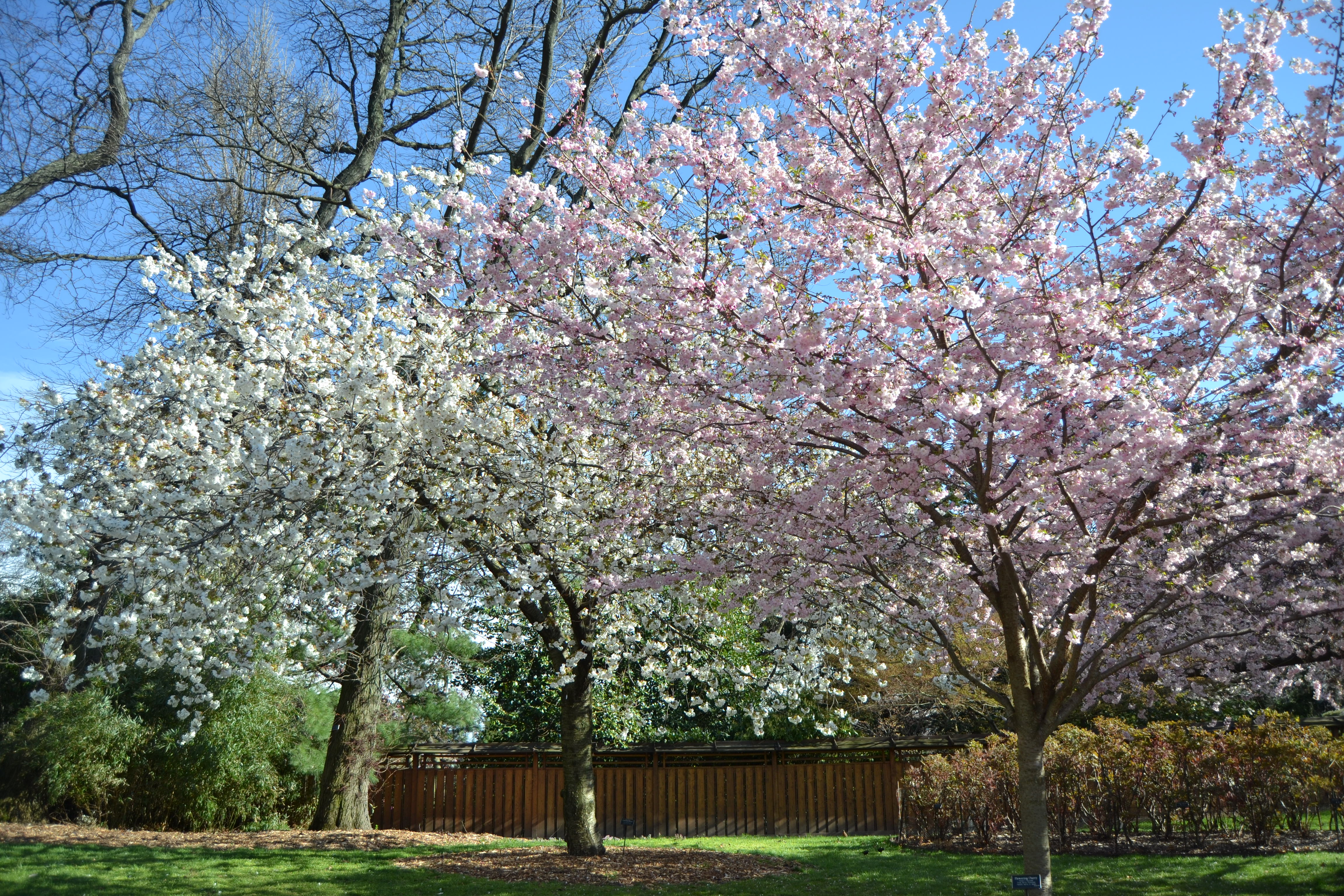 Brooklyn Botanic Garden Cherry Blossoms 10