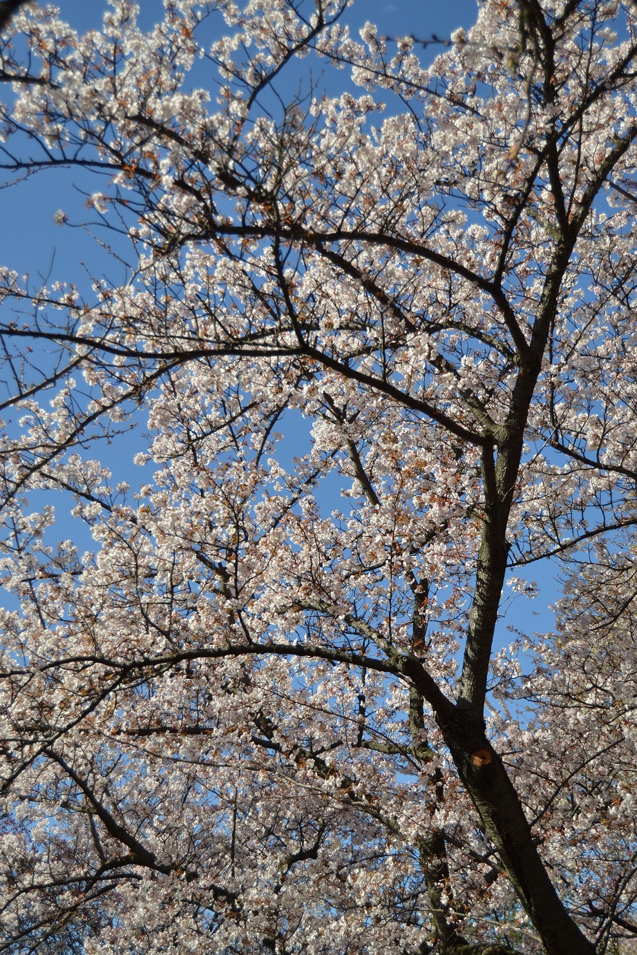 Brooklyn-Botanic-Garden-Cherry-Blossoms-15
