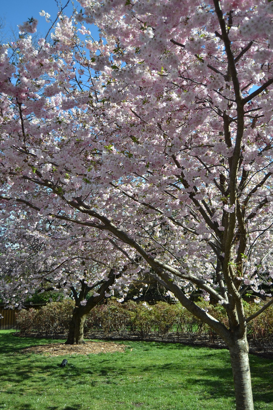 Brooklyn-Botanic-Garden-Cherry-Blossoms-16