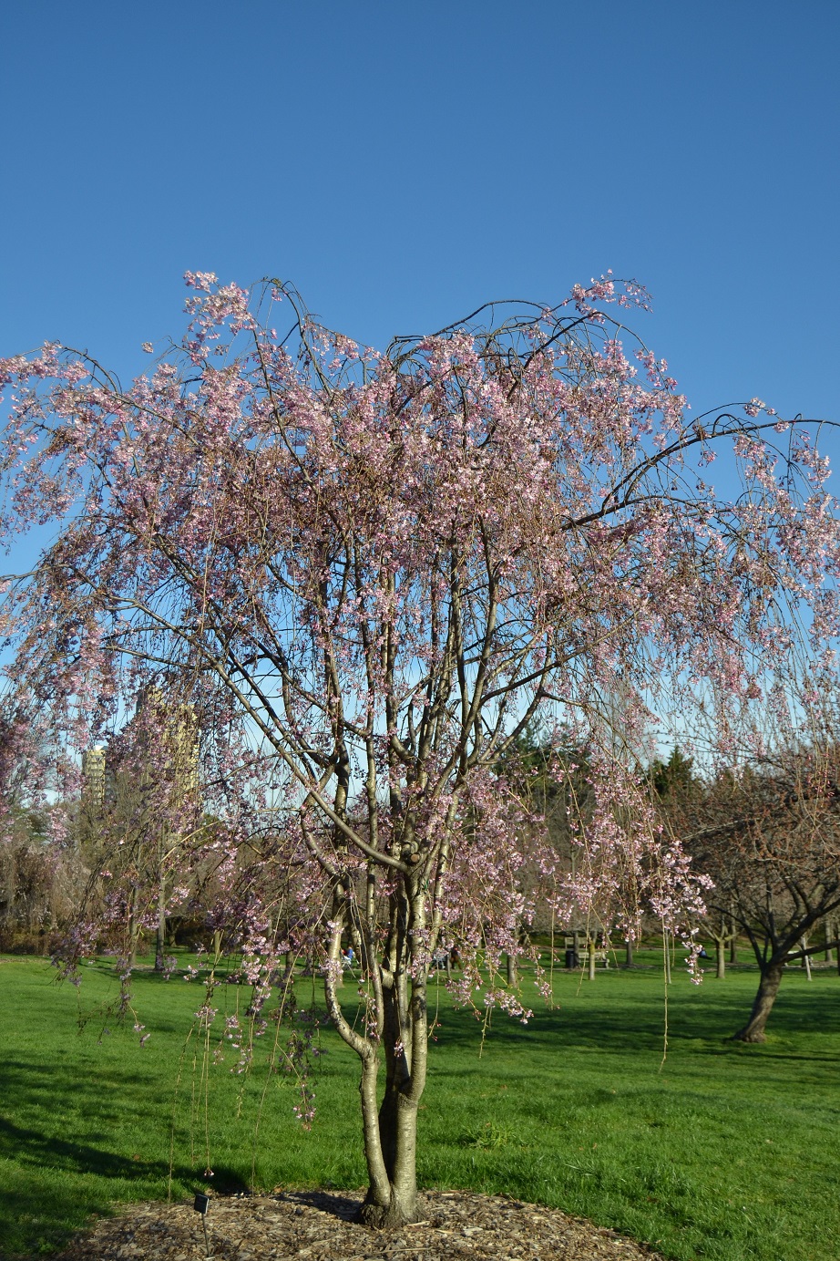 Brooklyn-Botanic-Garden-Cherry-Blossoms-18