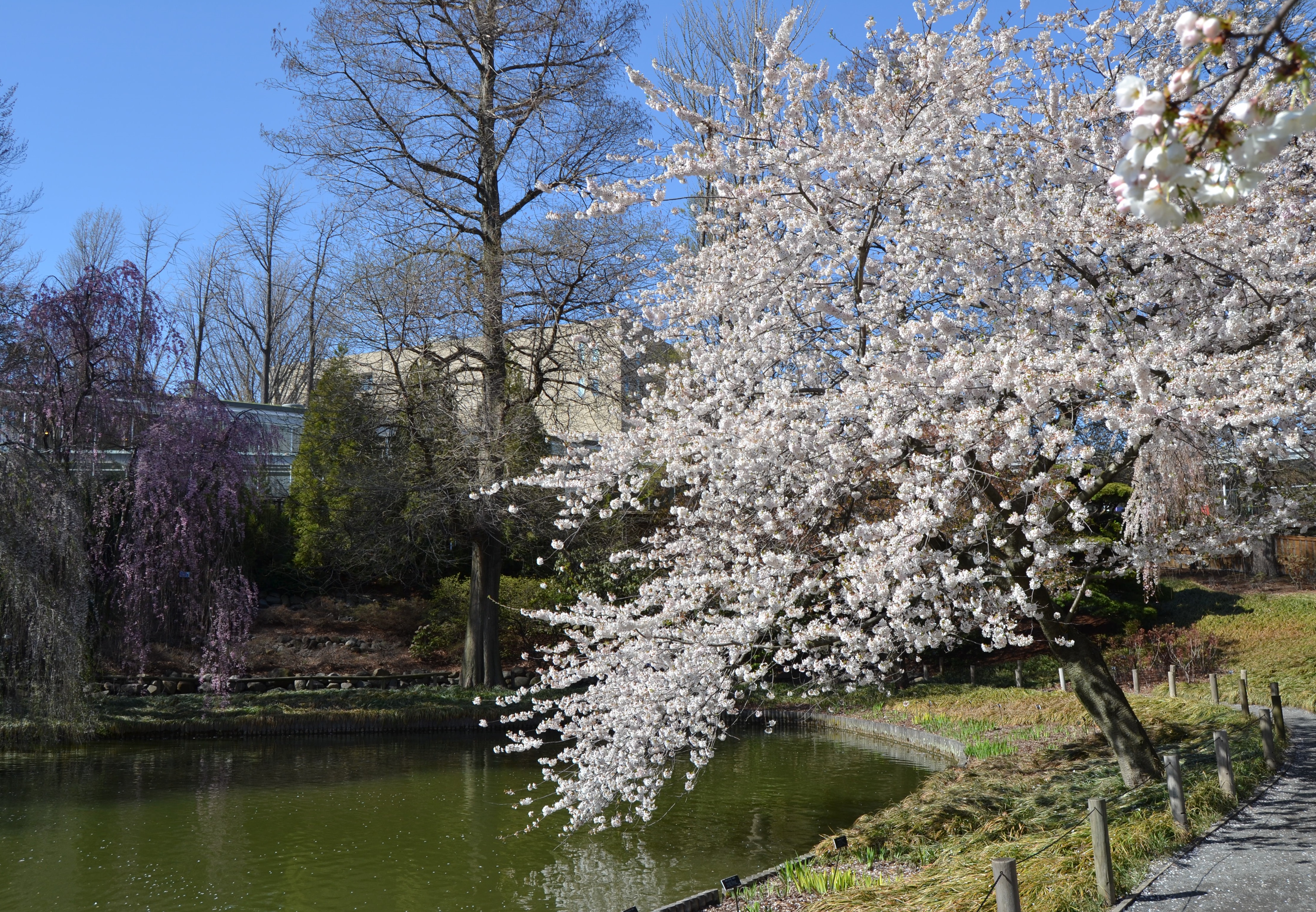 Brooklyn Botanic Garden Cherry Blossoms 2