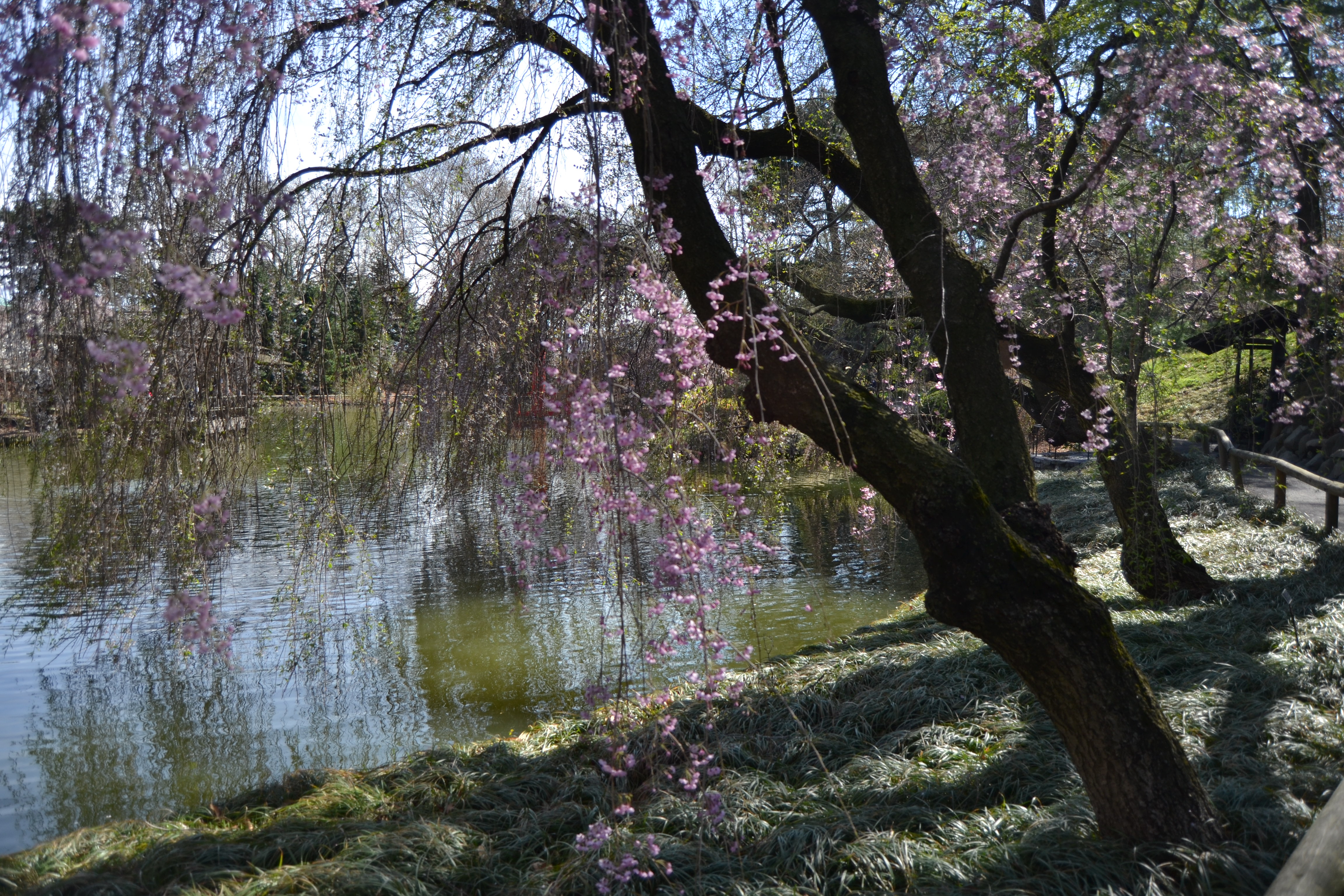 Brooklyn Botanic Garden Cherry Blossoms 3