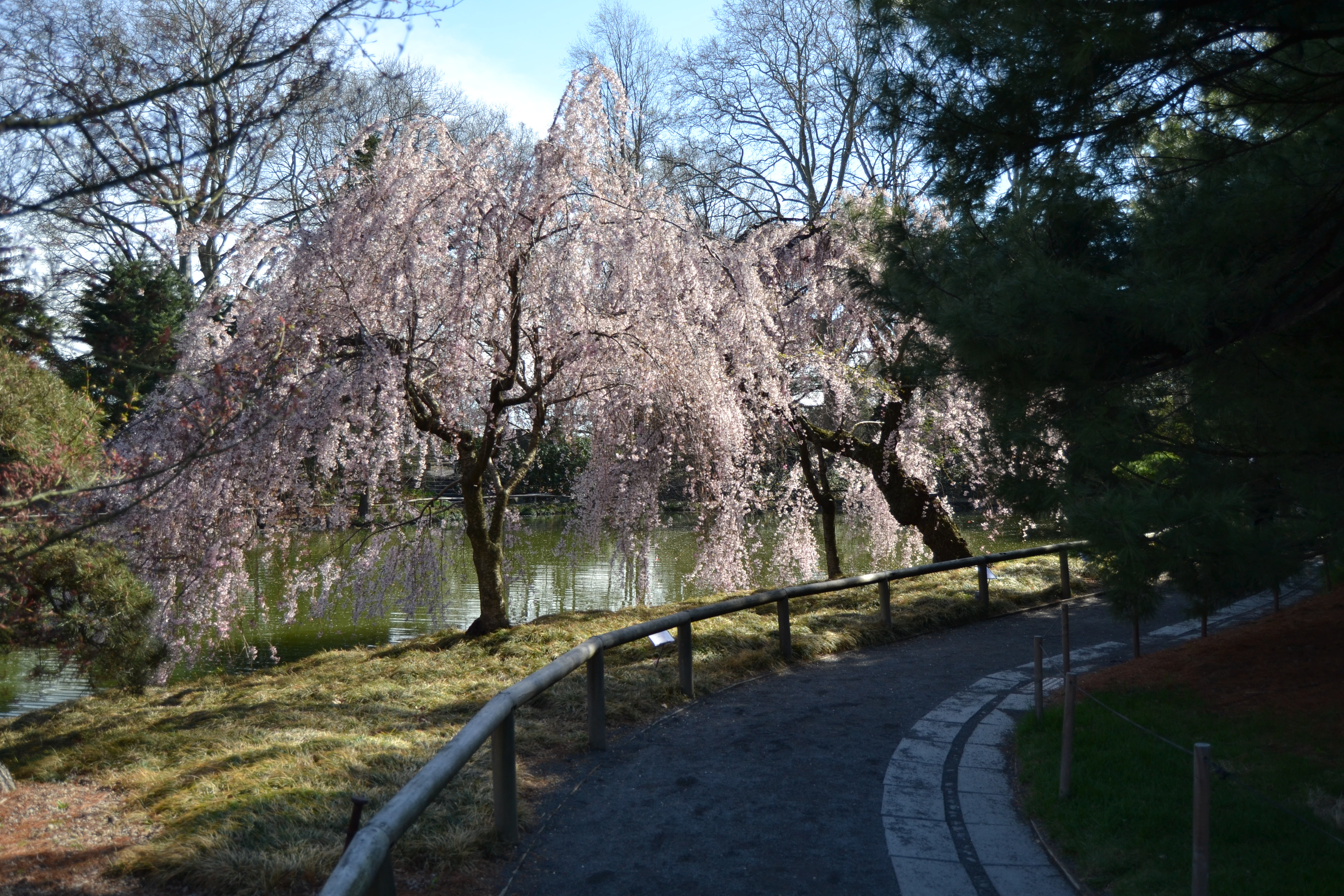 Brooklyn Botanic Garden Cherry Blossoms 5