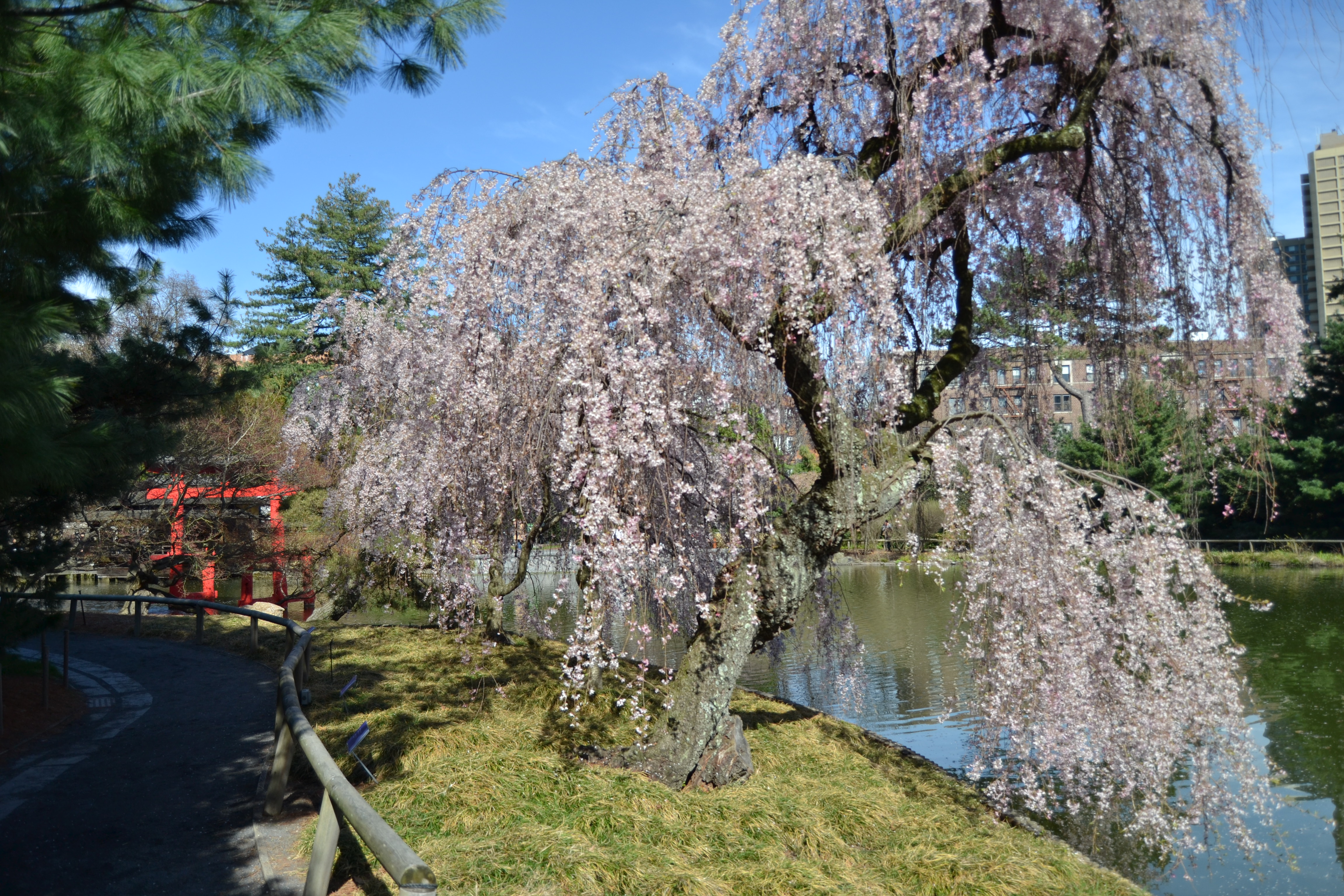 Brooklyn Botanic Garden Cherry Blossoms 6