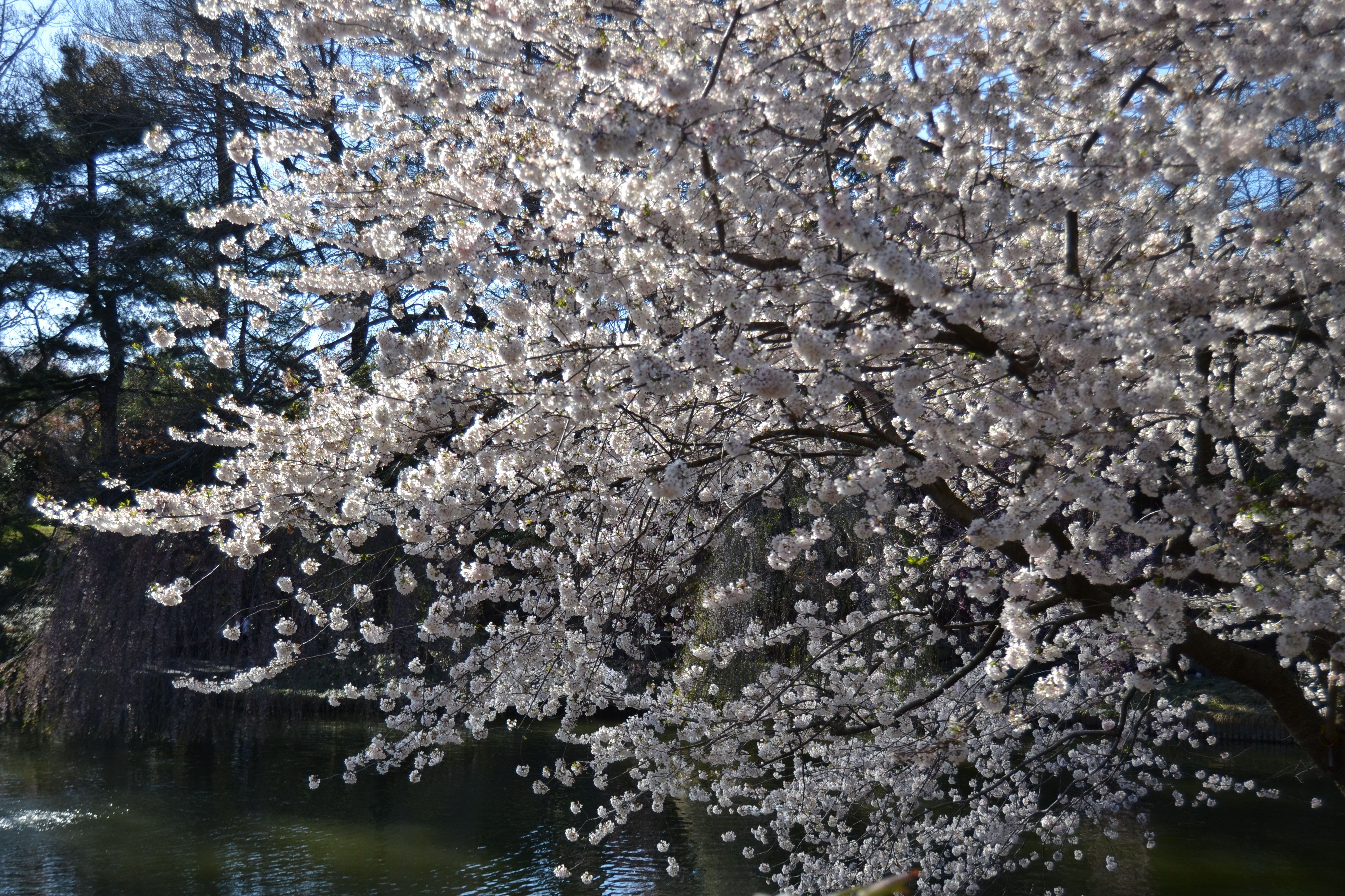 Brooklyn Botanic Garden Cherry Blossoms 7