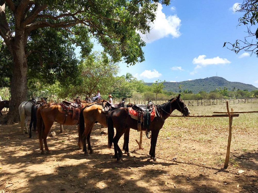 Horses resting in Trinidad Cuba