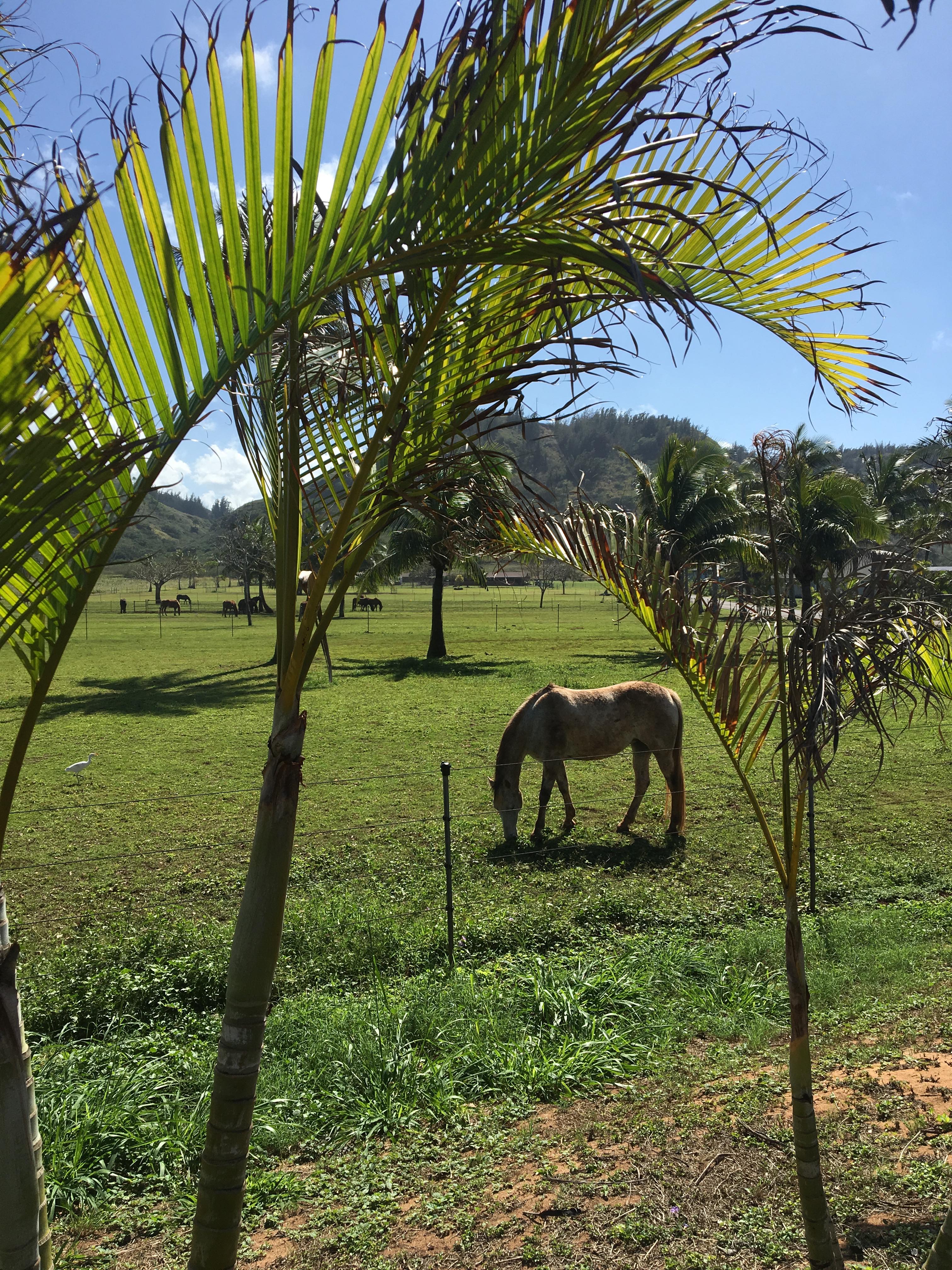 Horse ranch in Oahu's NorthS Shore, Hawaii