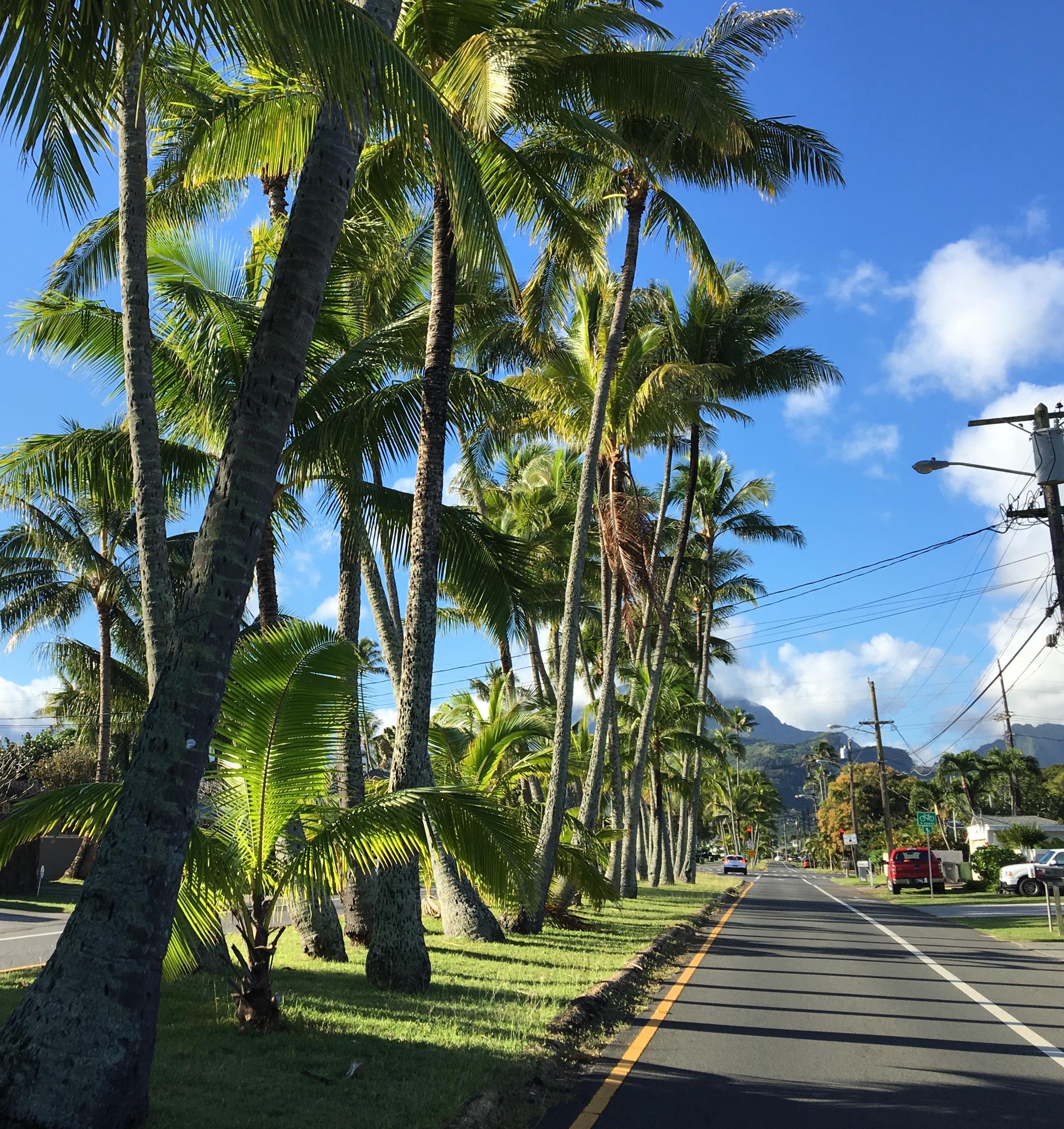 Palm tree lined street in Oahu, Hawaii