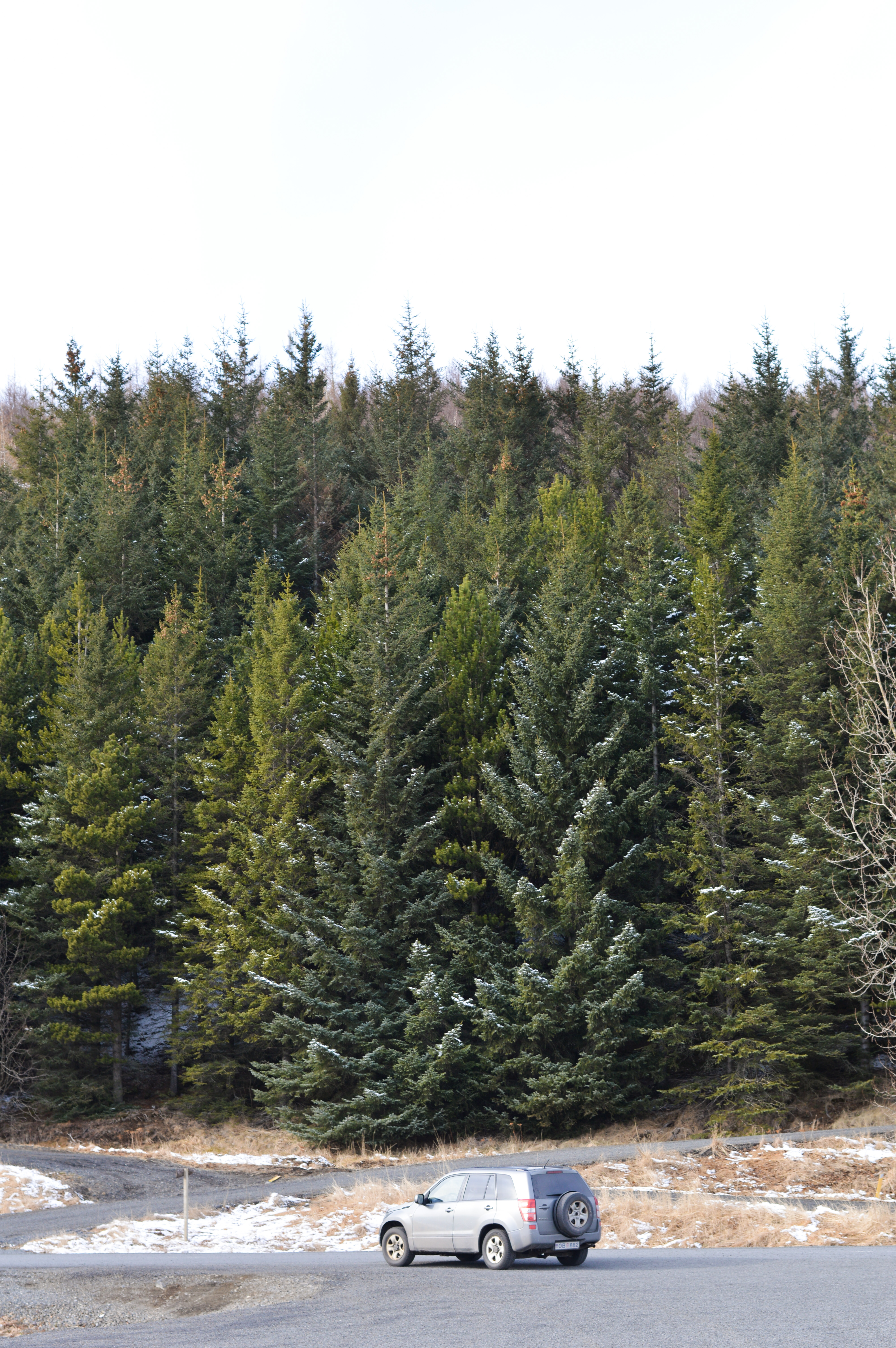 Evergreen trees in Iceland