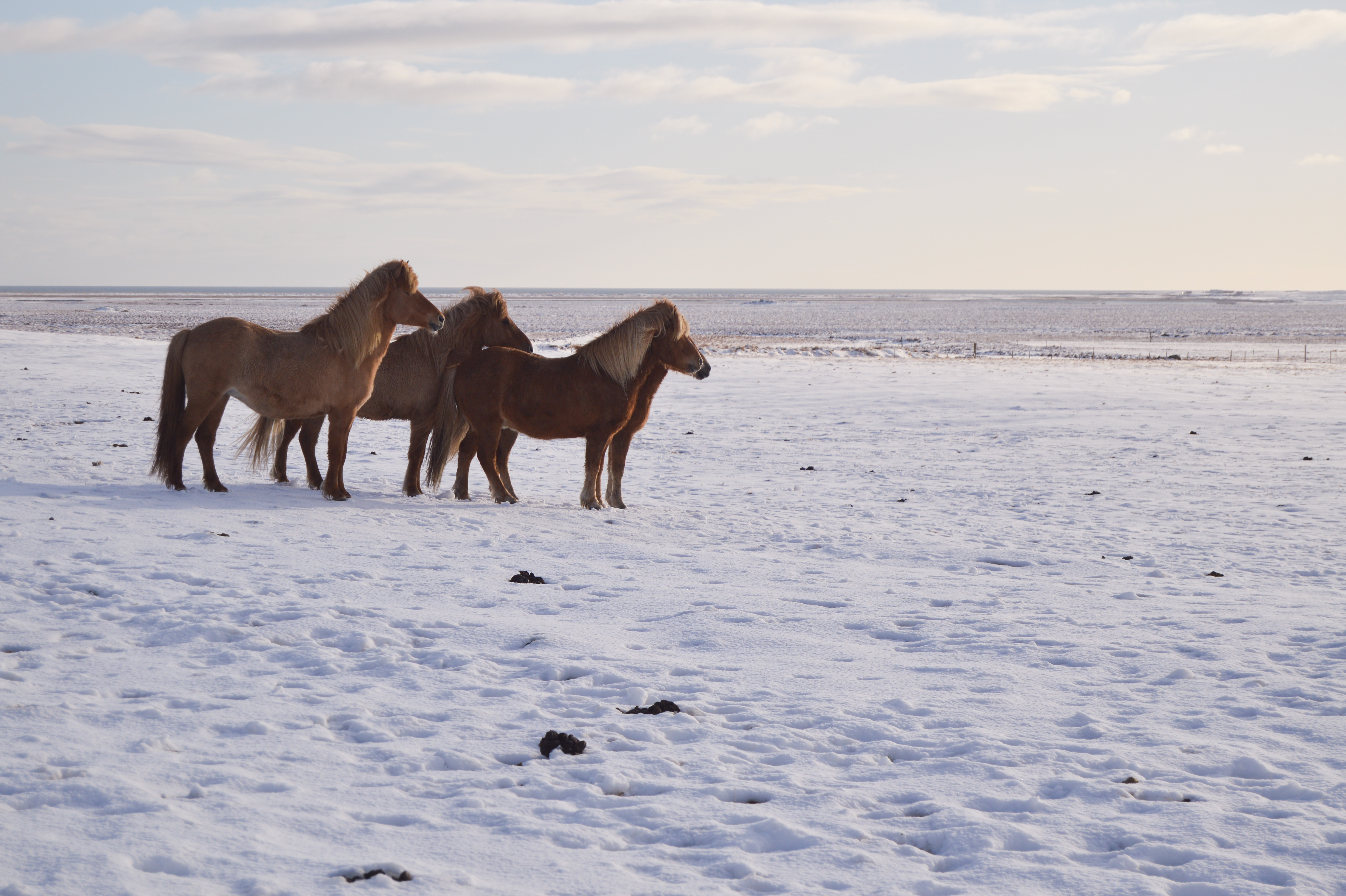 Horses grazing in a field in Iceland