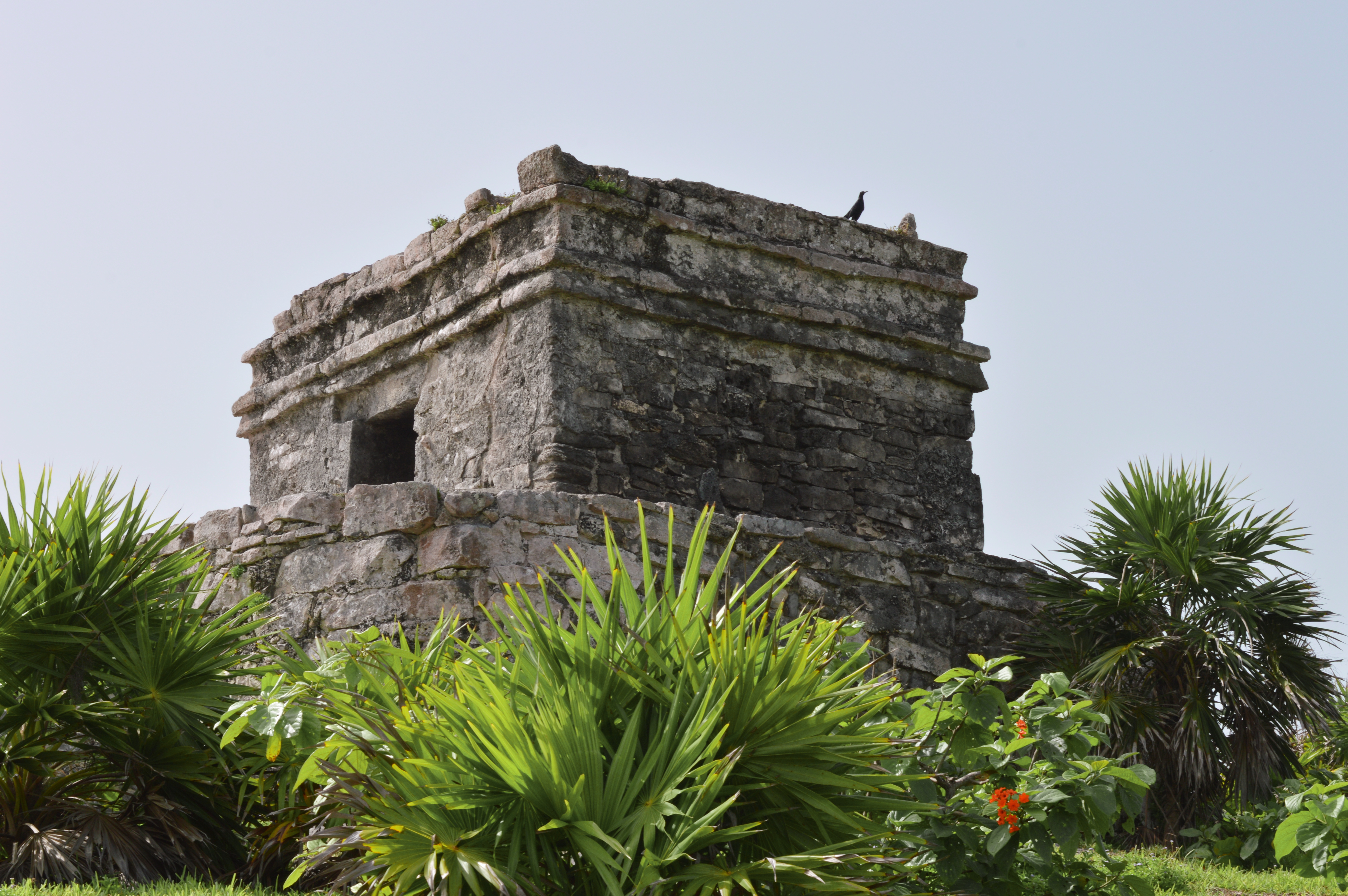 A bird sitting on the ruins in Tulum