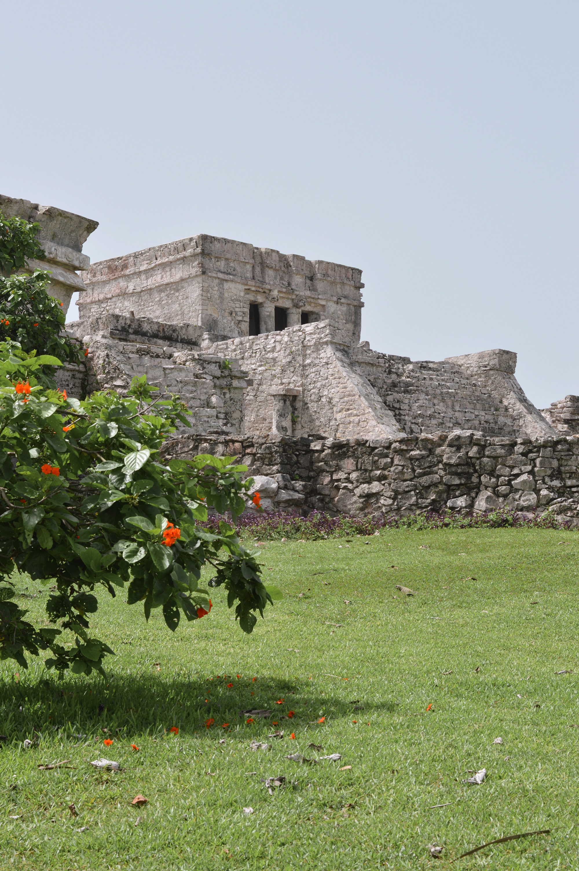 A flowering tree in front of the Tulum Ruins