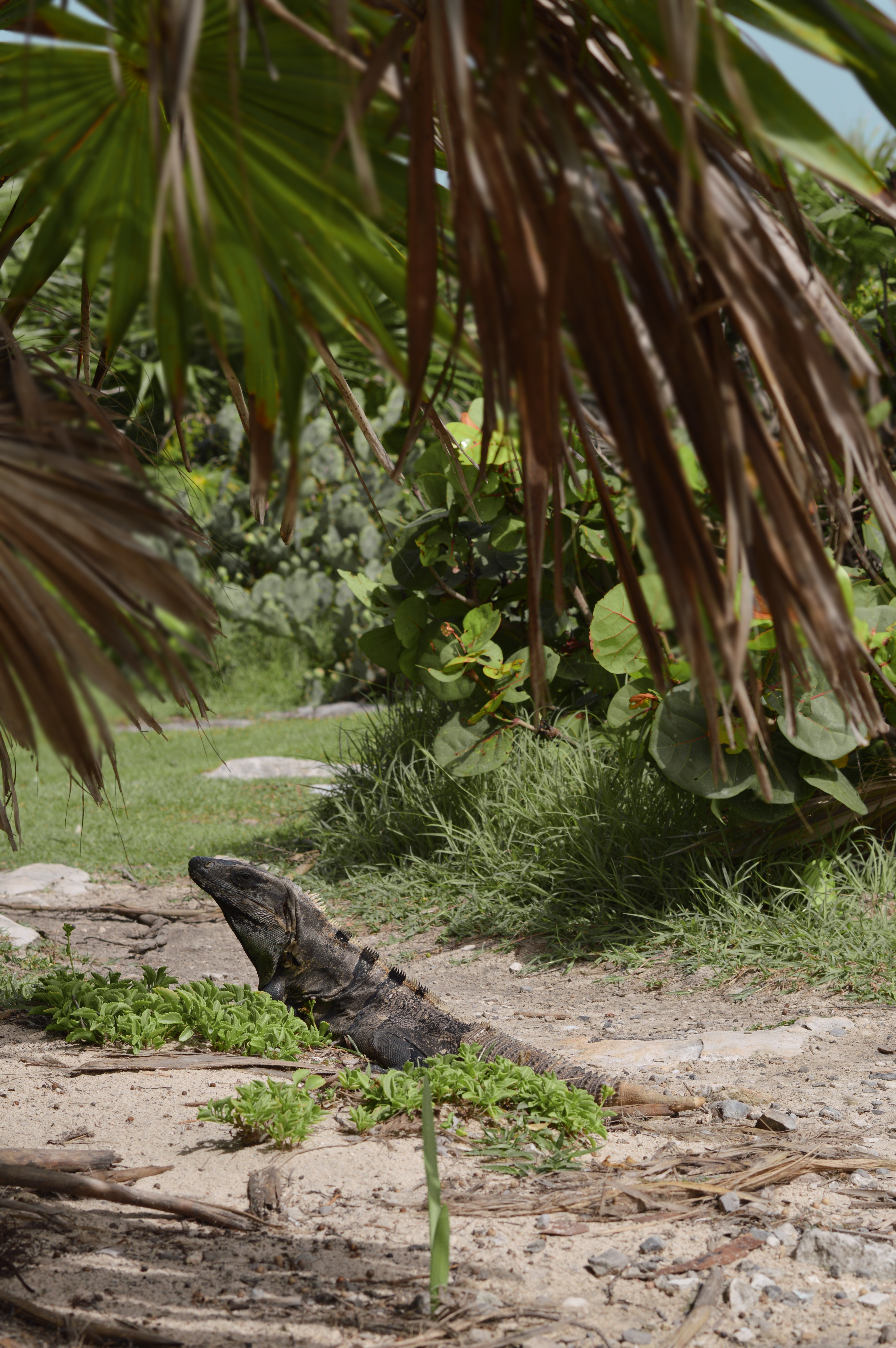 An iguana at the ruins in Tulum, Mexico