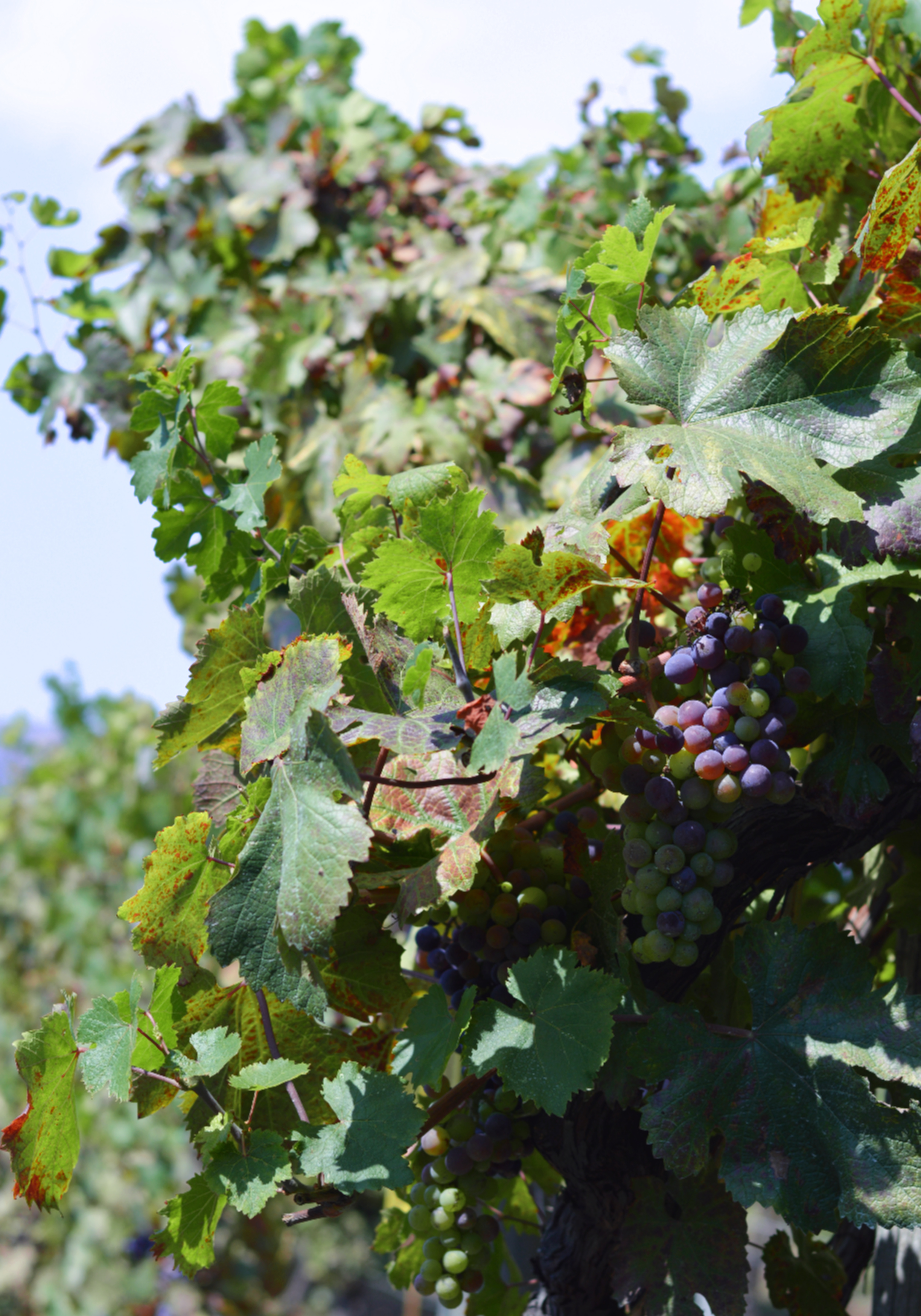 Grapes on the vine at Cantina del Vesuvio vineyard in Italy