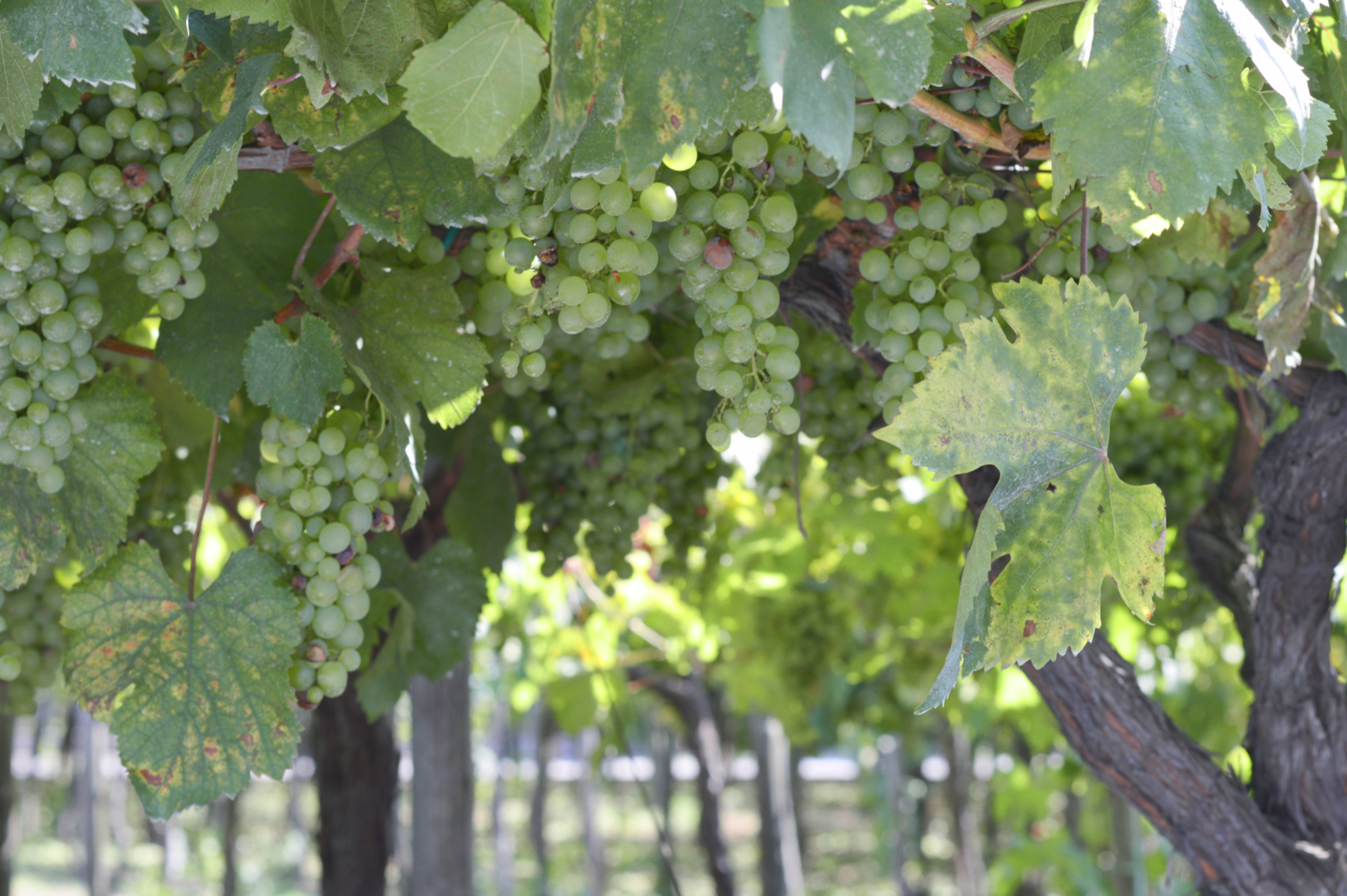 Ripe green grapes at the Cantina del Vesuvio vineyard in Italy