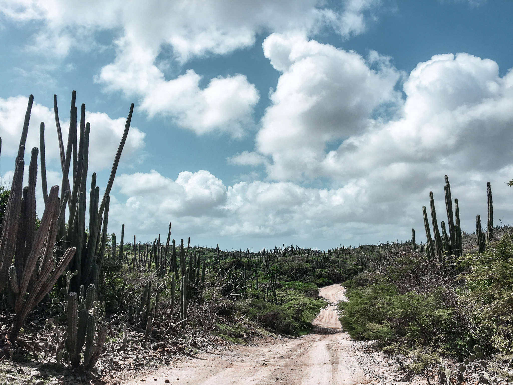 Deserted cacti lined road in Aruba