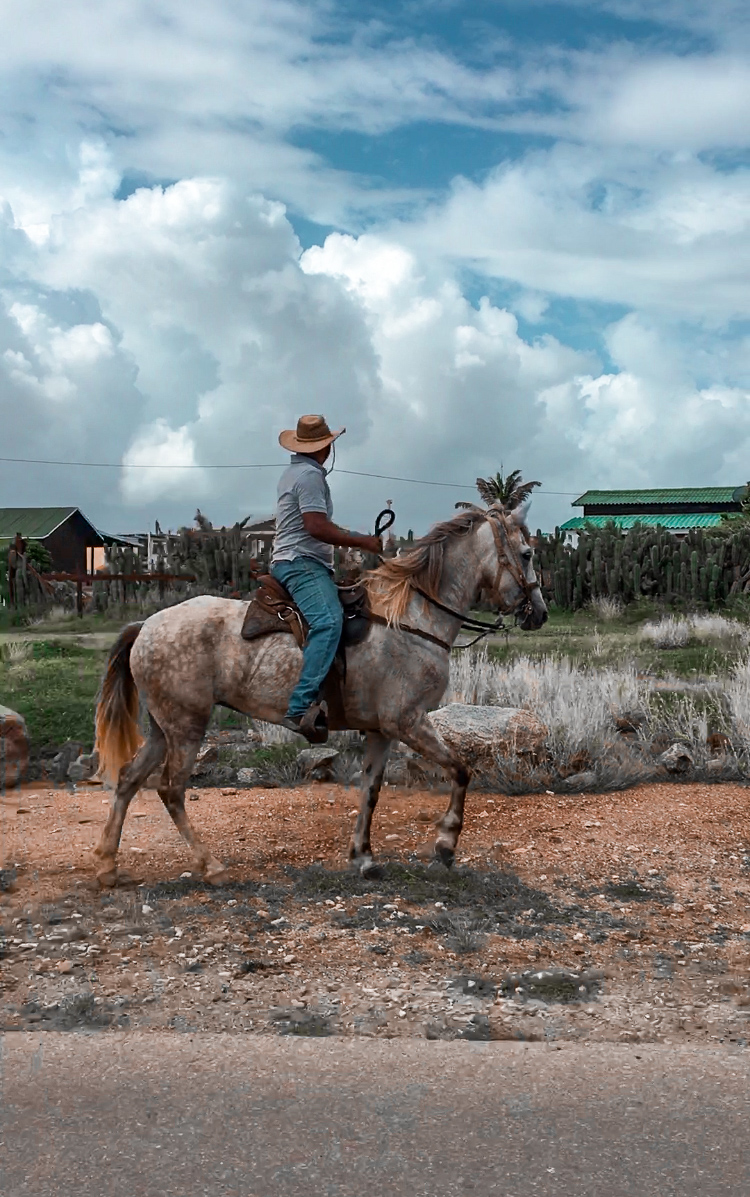 Horseback riding in Aruba
